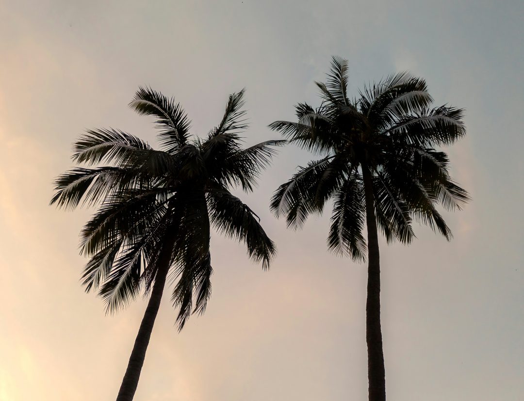 Palmtrees in the sunset